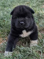 Purple collar, a male Akita for sale in Sioux Falls, SD – 3 of 8
