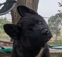 Ashton, a male Akita for sale in Sioux Falls, SD – 2 of 10