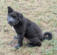 Pretty in Pink, a female Akita for sale in Sioux Falls, SD – 9 of 10