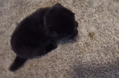 Little Pinky, a female Akita for sale in Sioux Falls, SD – 9 of 9