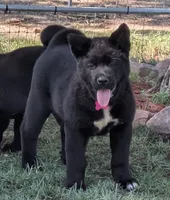 Purple collar, a female Akita for sale in Sioux Falls, SD – 3 of 8