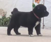 Pink collar, a female Akita for sale in Sioux Falls, SD – 3 of 10