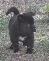 Blue Collar, a male Akita for sale in Sioux Falls, SD – 4 of 10