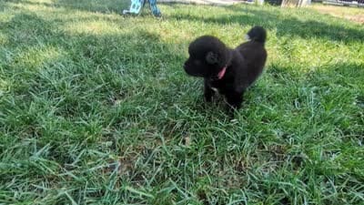 Pink Collar, a female Akita for sale in Sioux Falls, SD – 9 of 10