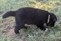 Yellow Collar, a female Akita for sale in Sioux Falls, SD – 6 of 9