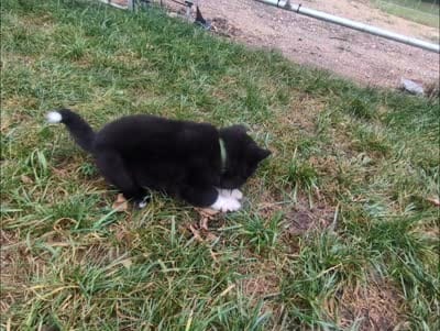 Green Girl , a female Akita for sale in Sioux Falls, SD – 10 of 10