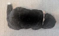 Little Gray Ash, a male Akita for sale in Sioux Falls, SD – 3 of 10