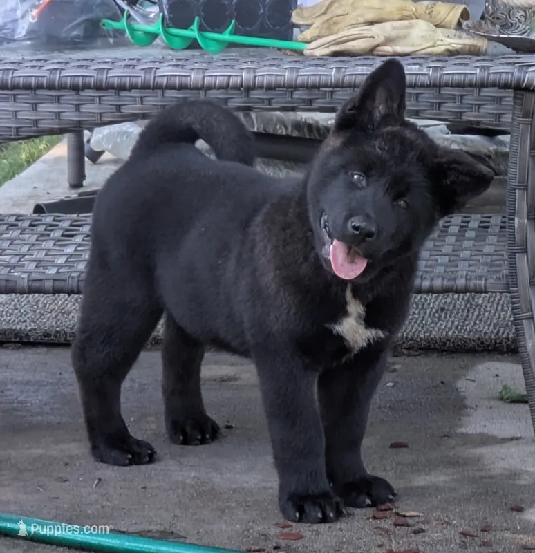 Orange collar – Akita puppy for sale in Sioux Falls, SD