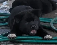 Yellow Collar, a female Akita for sale in Sioux Falls, SD – 5 of 9
