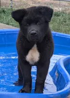 Pretty in Pink, a female Akita for sale in Sioux Falls, SD – 8 of 10