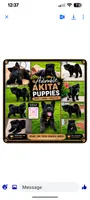 Green collar, a female Akita for sale in Sioux Falls, SD – 9 of 10