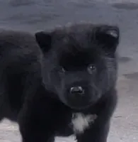 Pink collar, a female Akita for sale in Sioux Falls, SD – 2 of 10