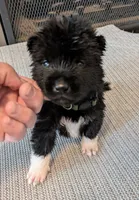 Little Green Apple, a female Akita for sale in Sioux Falls, SD – 2 of 10