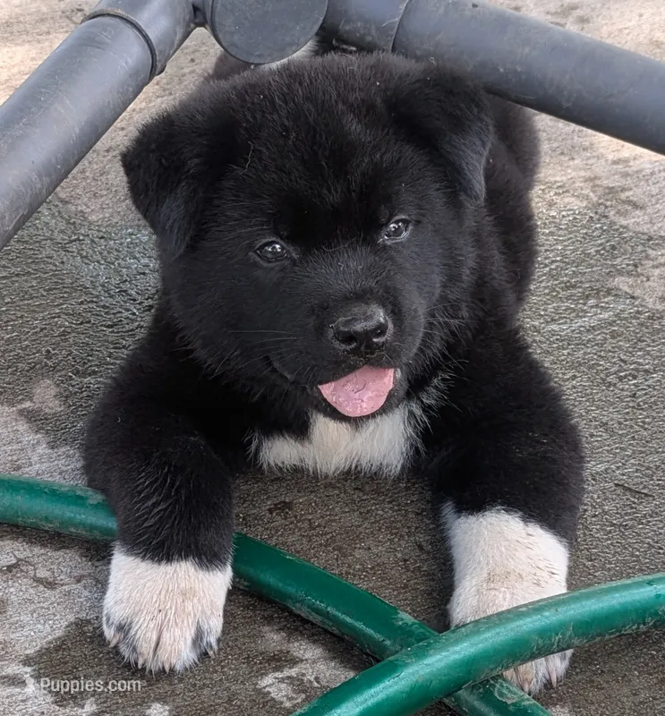 Green Collar – Akita puppy for sale in Sioux Falls, SD