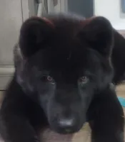 Little Gray Ash, a male Akita for sale in Sioux Falls, SD – 7 of 10