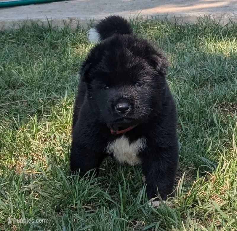 Big Red – Akita puppy for sale in Sioux Falls, SD