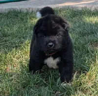 Red Collar, a male Akita for sale in Sioux Falls, SD – 3 of 10