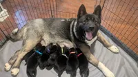 Yellow collar, a female Akita for sale in Sioux Falls, SD – 7 of 10