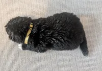 Yellow pear, a female Akita for sale in Sioux Falls, SD – 3 of 9