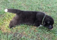Green Collar, a female Akita for sale in Sioux Falls, SD – 4 of 10