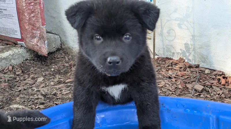 Blue Collar – Akita puppy for sale in Sioux Falls, SD