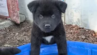 Blue Collar, a male Akita for sale in Sioux Falls, SD – 1 of 10