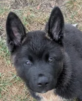 Ashton, a male Akita for sale in Sioux Falls, SD – 7 of 10