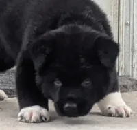 Purple collar, a male Akita for sale in Sioux Falls, SD – 2 of 8