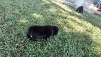 Blue Collar, a male Akita for sale in Sioux Falls, SD – 10 of 10