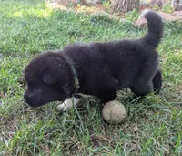Green Collar, a female Akita for sale in Sioux Falls, SD – 5 of 10