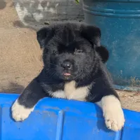 Purple Boy, a male Akita for sale in Sioux Falls, SD – 4 of 10