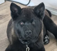 Pink Girl, a female Akita for sale in Sioux Falls, SD – 8 of 10