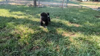 Red Collar, a male Akita for sale in Sioux Falls, SD – 10 of 10