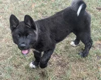 Ashton, a male Akita for sale in Sioux Falls, SD – 8 of 10