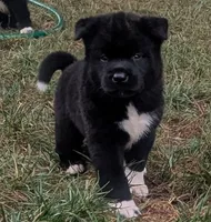 Purple Boy, a male Akita for sale in Sioux Falls, SD – 2 of 10