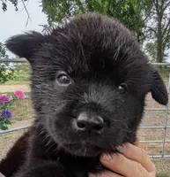 Pink collar, a female Akita for sale in Sioux Falls, SD – 8 of 10