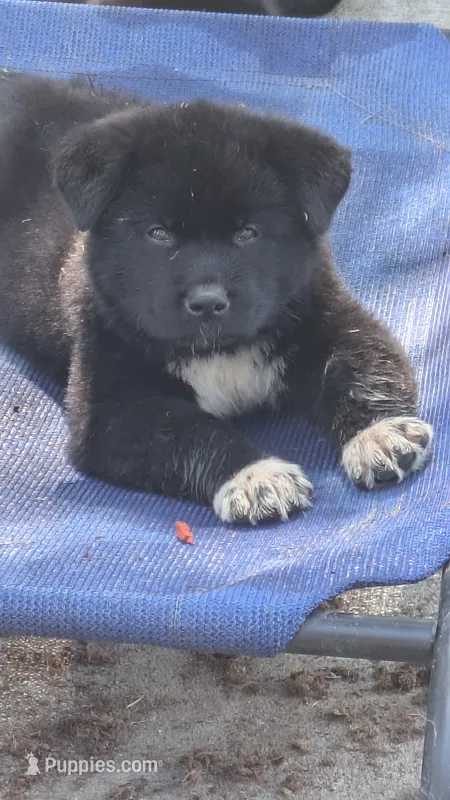 Gray Collar – Akita puppy for sale in Sioux Falls, SD