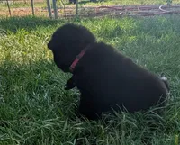 Pink Collar, a female Akita for sale in Sioux Falls, SD – 5 of 10