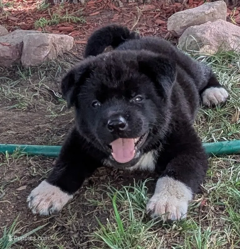 Purple Boy – Akita puppy for sale in Sioux Falls, SD