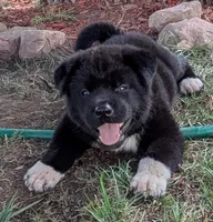 Purple Boy, a male Akita for sale in Sioux Falls, SD – 1 of 10