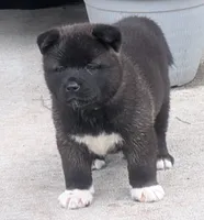 Gray collar, a male Akita for sale in Sioux Falls, SD – 1 of 9
