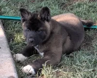 Gray collar, a male Akita for sale in Sioux Falls, SD – 3 of 9