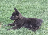 Yellow collar, a female Akita for sale in Sioux Falls, SD – 3 of 10