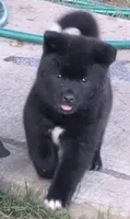 Pink Girl, a female Akita for sale in Sioux Falls, SD – 6 of 10