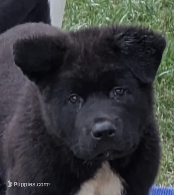 Pretty in Pink – Akita puppy for sale in Sioux Falls, SD