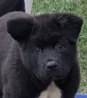Pretty in Pink, a female Akita for sale in Sioux Falls, SD – 1 of 10