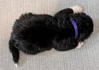 Purple rain, a male Akita for sale in Sioux Falls, SD – 3 of 9