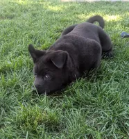 Blue collar, a male Akita for sale in Sioux Falls, SD – 3 of 10