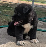 Gray Boy, a male Akita for sale in Sioux Falls, SD – 5 of 10