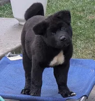 Pretty in Pink, a female Akita for sale in Sioux Falls, SD – 2 of 10